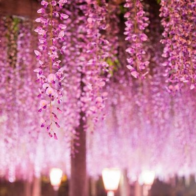 🌸 유야의 긴 등나무꽃(유야노나가후지) 이미지 2